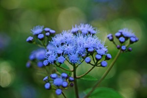 Ageratum Blue